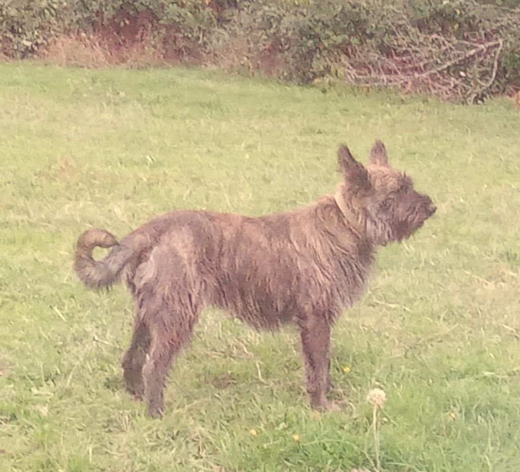 Utsie Des Bergers De Noe